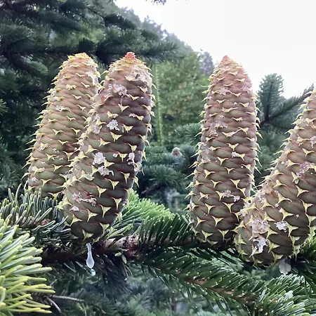 Agroturismo Waldbauernhof